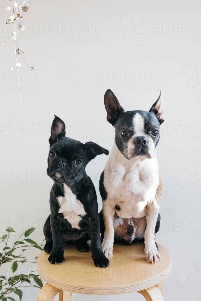 black and white french bulldogs - Australian Stock Image