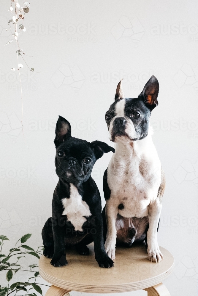 black and white french bulldogs - Australian Stock Image