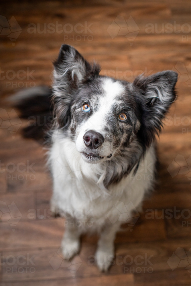 Black and white koolie dog - Australian Stock Image