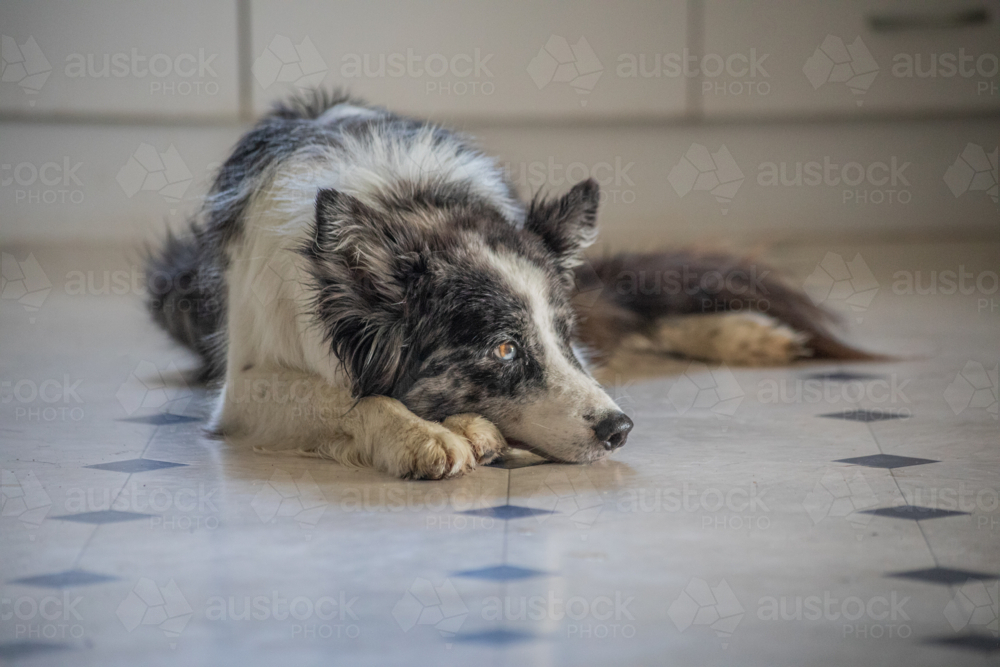Black and white koolie dog lying on the kitchen floor - Australian Stock Image