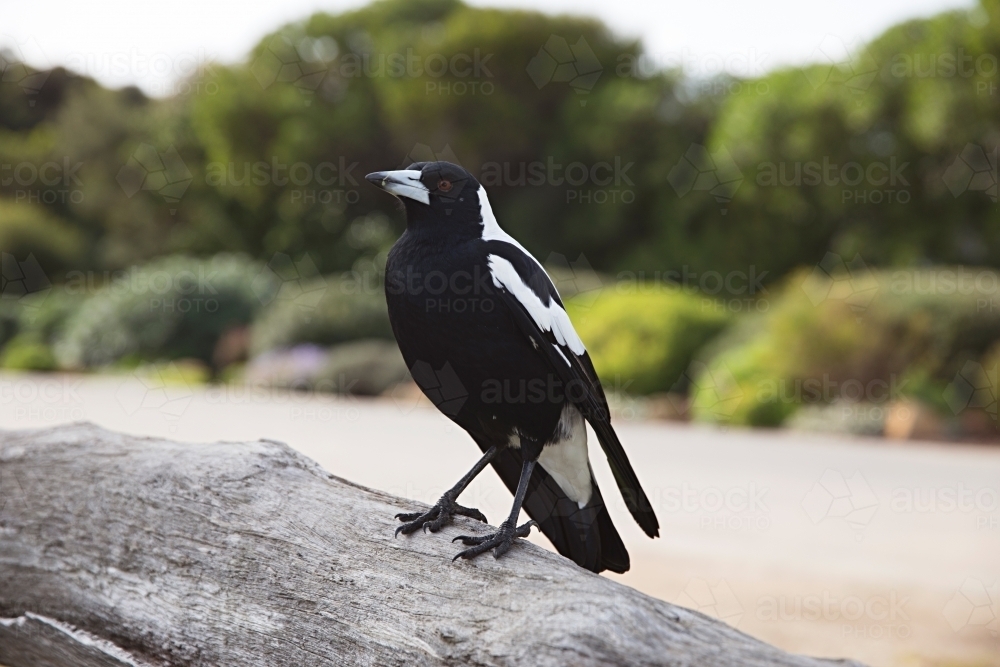 Black and White Magpie sitting on wood - Australian Stock Image