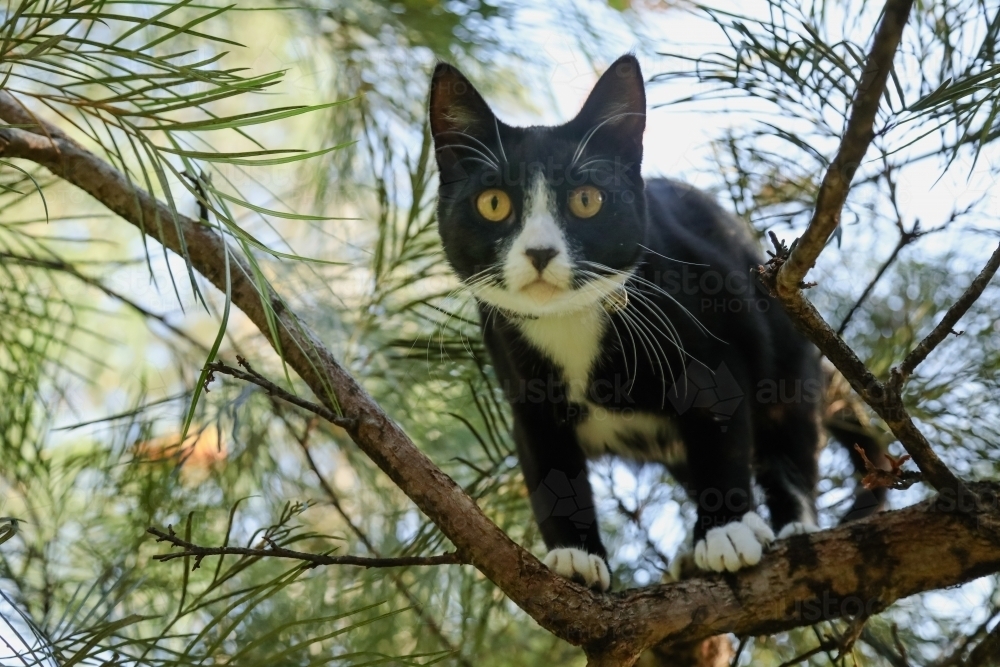 black and white Maine Coon breed cat stuck up on branch in tree - Australian Stock Image