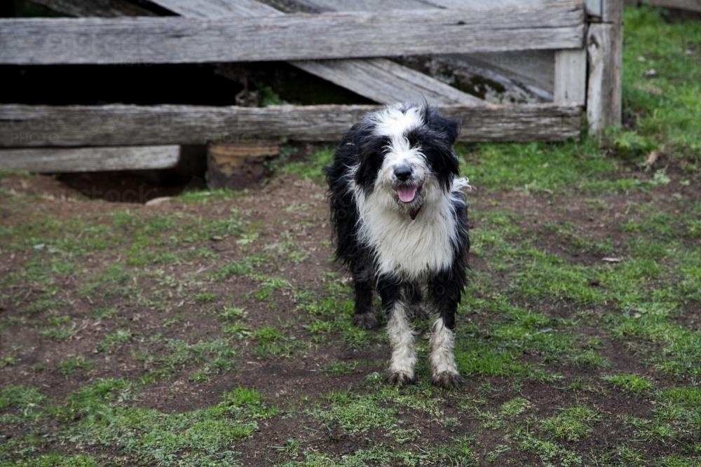 Black and white sheep dog looking at camera in rural setting - Australian Stock Image