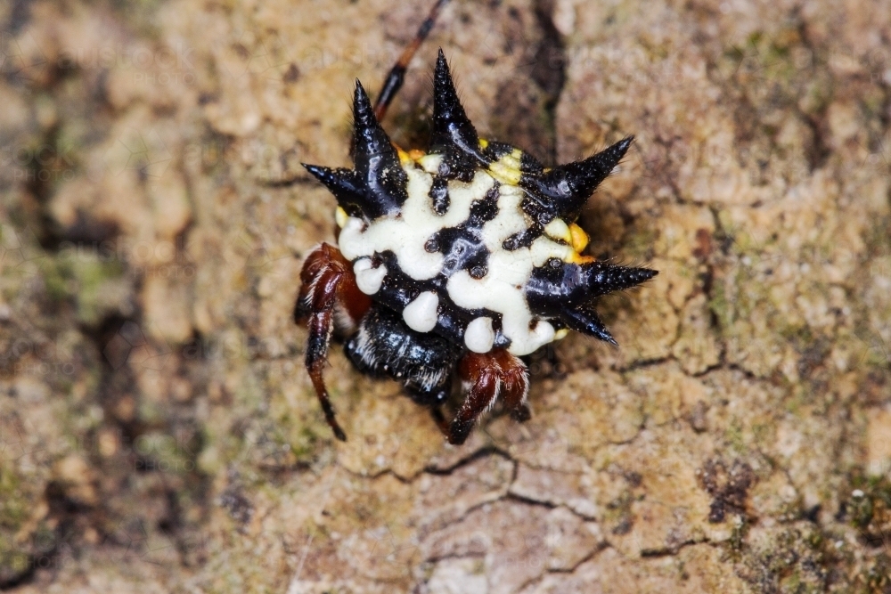 Black and white thorny spider - Australian Stock Image