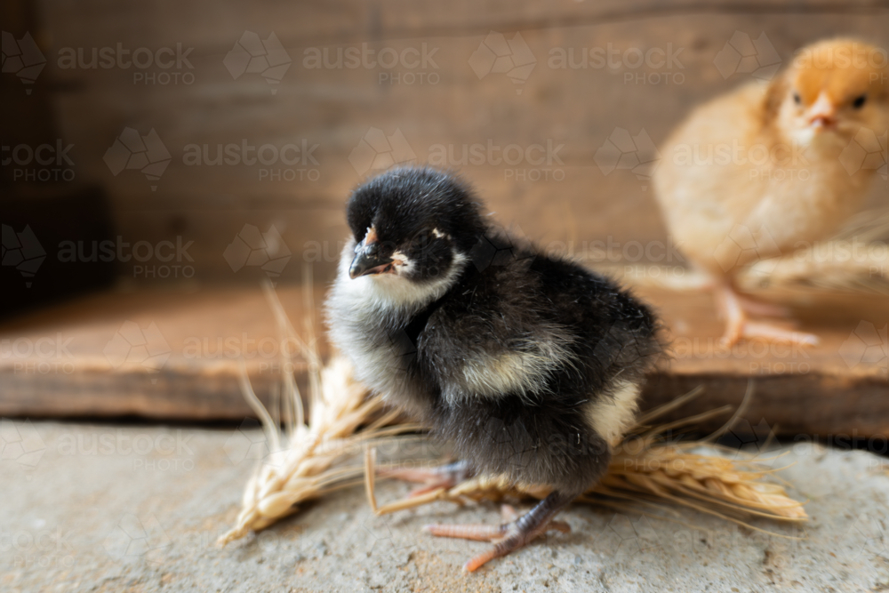 Black and yellow chicken with wheat - Australian Stock Image