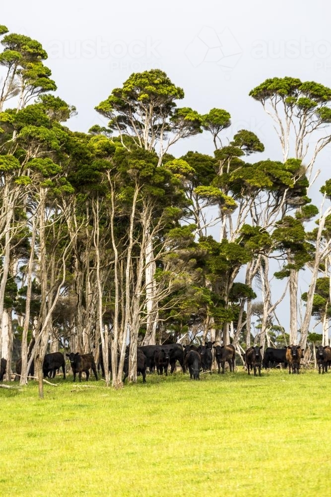 Black Angus beef cattle graze under the trees - Australian Stock Image