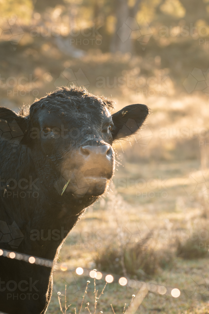 Black angus bull blowing steam as he bellows on cold morning - Australian Stock Image