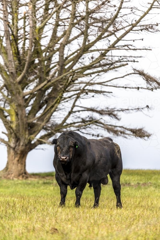 Black Angus bull on King Island - Australian Stock Image