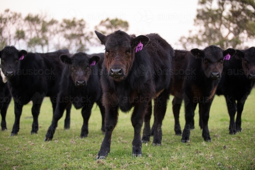 Black angus calves in green paddock - Australian Stock Image