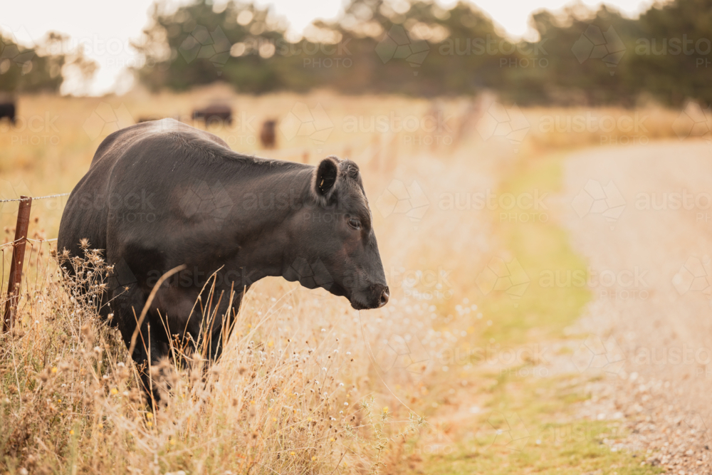Image of Black Angus cow grazing along rural country road - Austockphoto