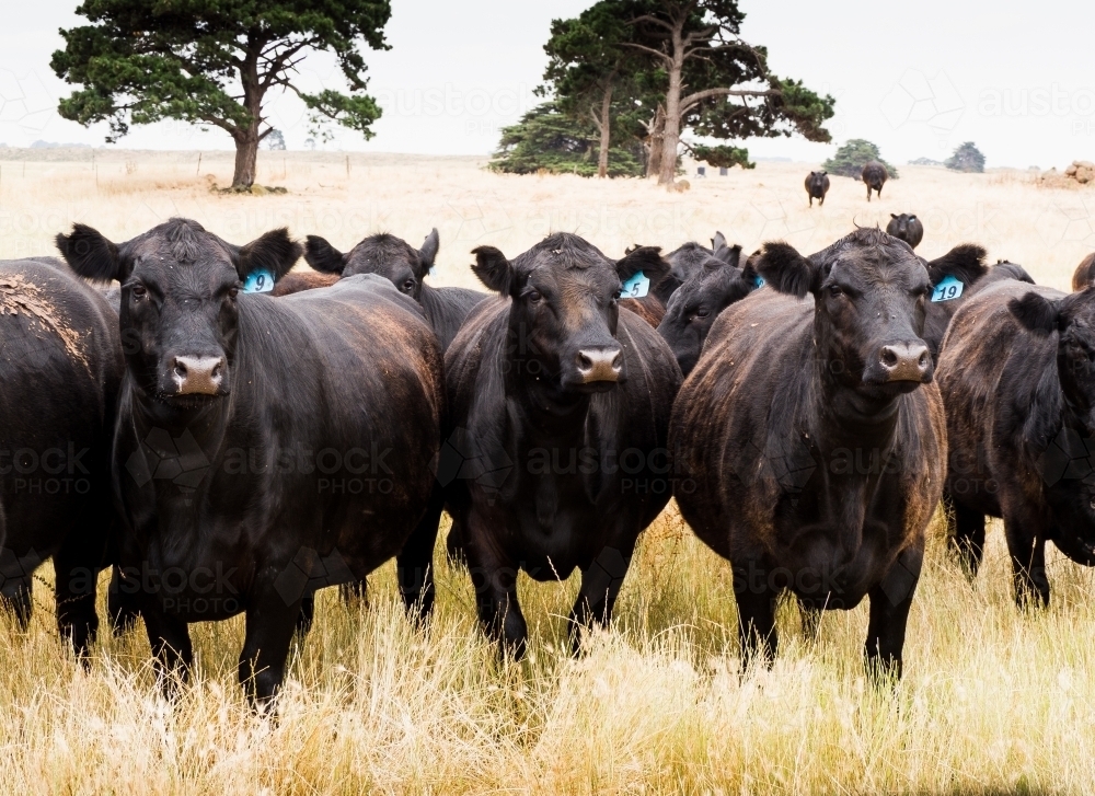 Black angus cow herd in the long summer grass - Australian Stock Image
