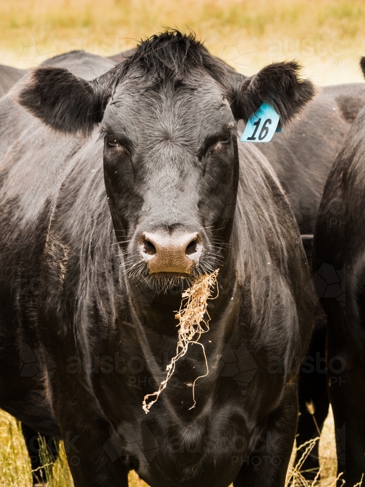 Black Angus cow with grass in her mouth - Australian Stock Image