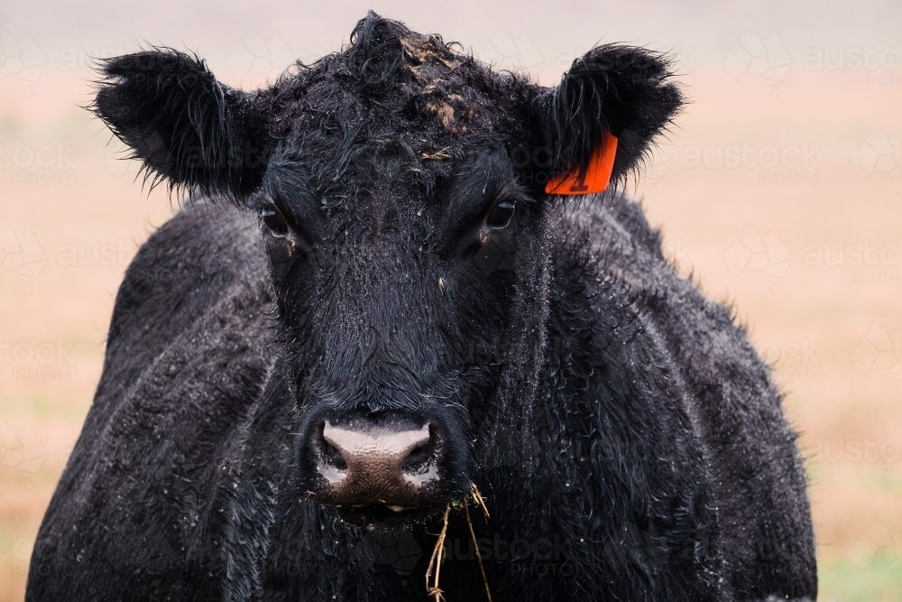 Black Angus cow with hay in her mouth. - Australian Stock Image