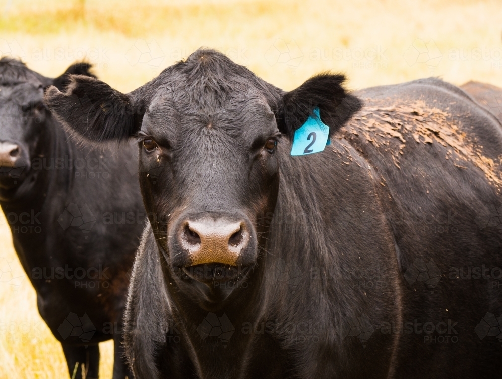 Black Angus cows in paddock - Australian Stock Image