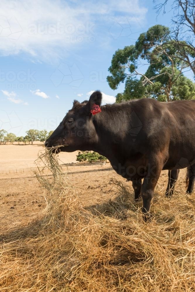 black angus heifer eating hay in summer during a drought - Australian Stock Image