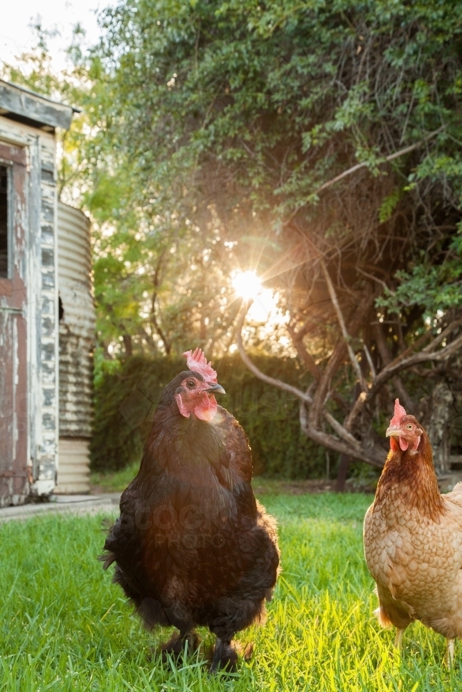 Black australorp hen in the afternoon sun - Australian Stock Image