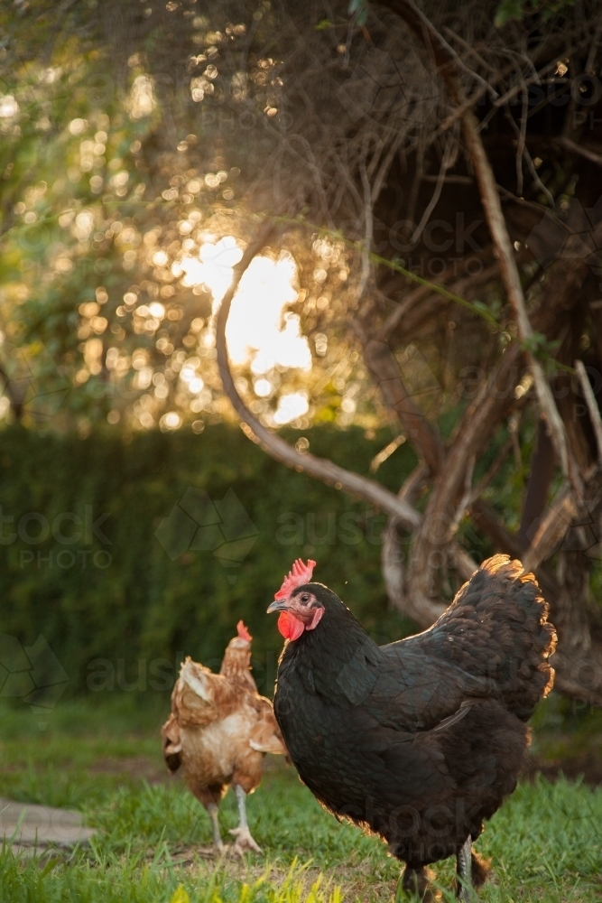 Black australorp hen in the afternoon sun - Australian Stock Image