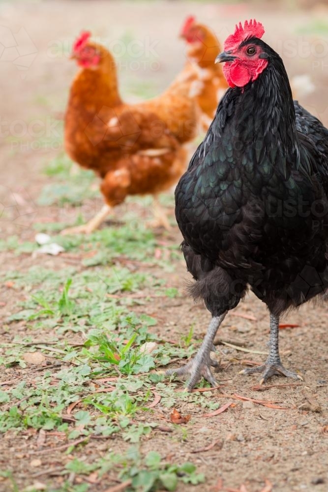 Black Australorp rooster with isa brown hens in the background - Australian Stock Image