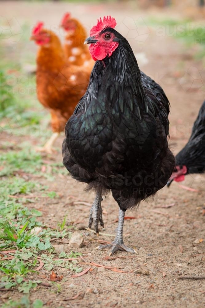 black Australorp rooster with isa brown hens in the background - Australian Stock Image