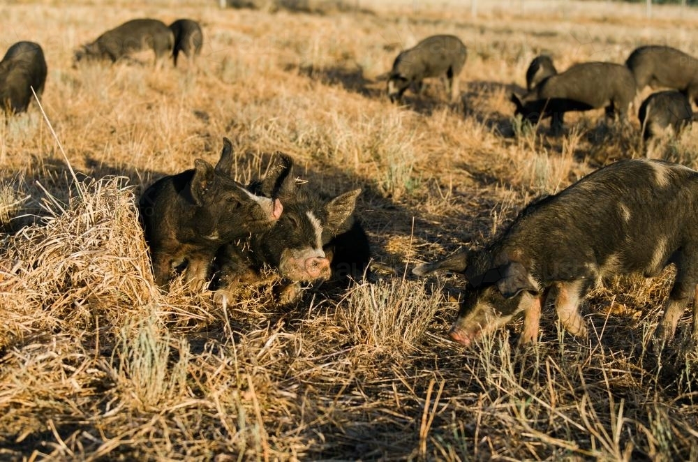 Black Berkshire Pigs Grazing in a Paddock - Australian Stock Image