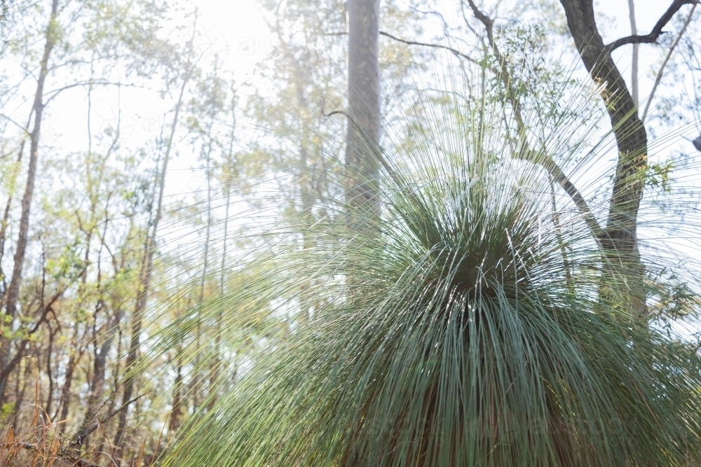 Black boy grass tree in bushland - Australian Stock Image