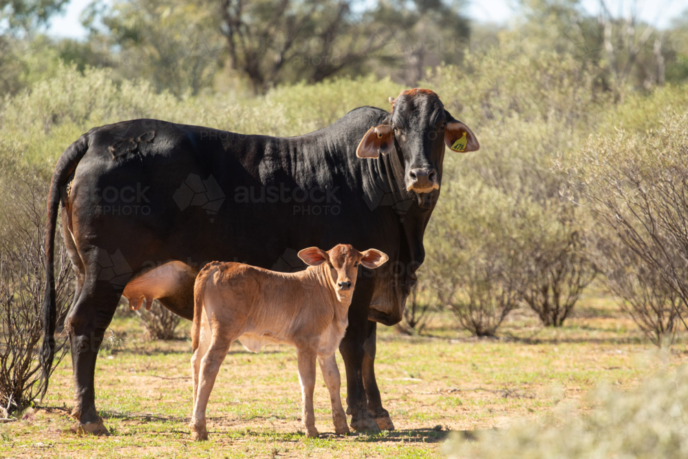 Black Brahman cross cow with small red calf - Australian Stock Image