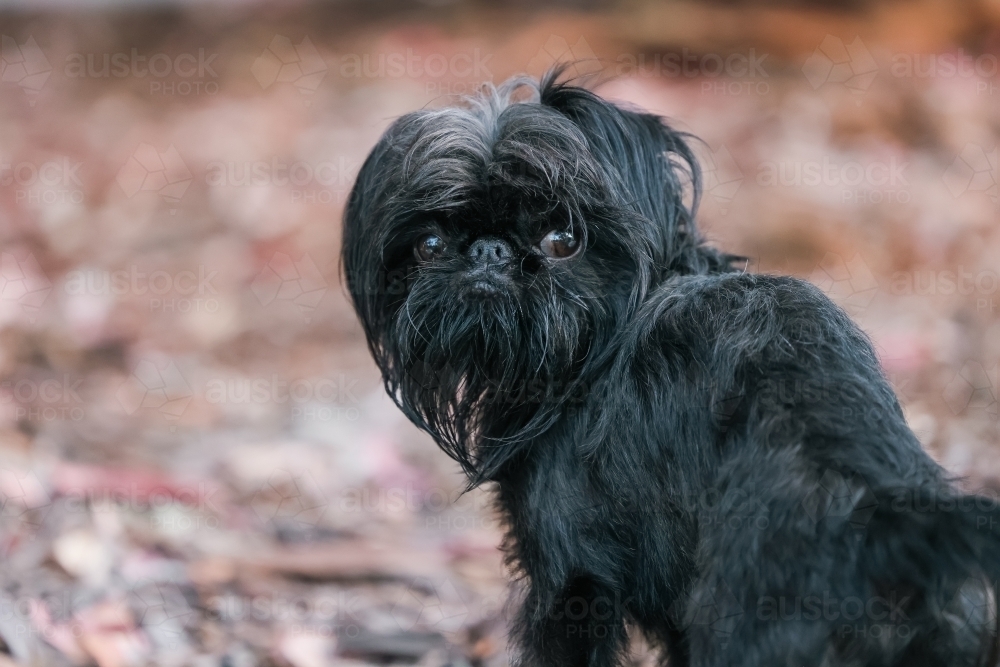 Black Brussels Griffon breed dog outdoors with worried expression - Australian Stock Image