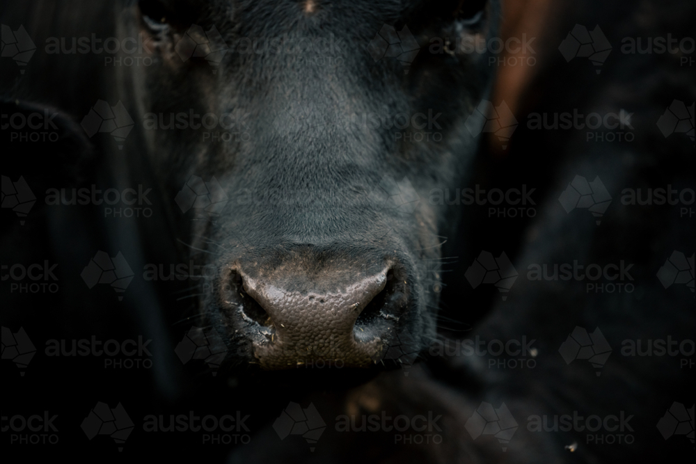 Black bull's nose close-up, textured detail in low light - Australian Stock Image