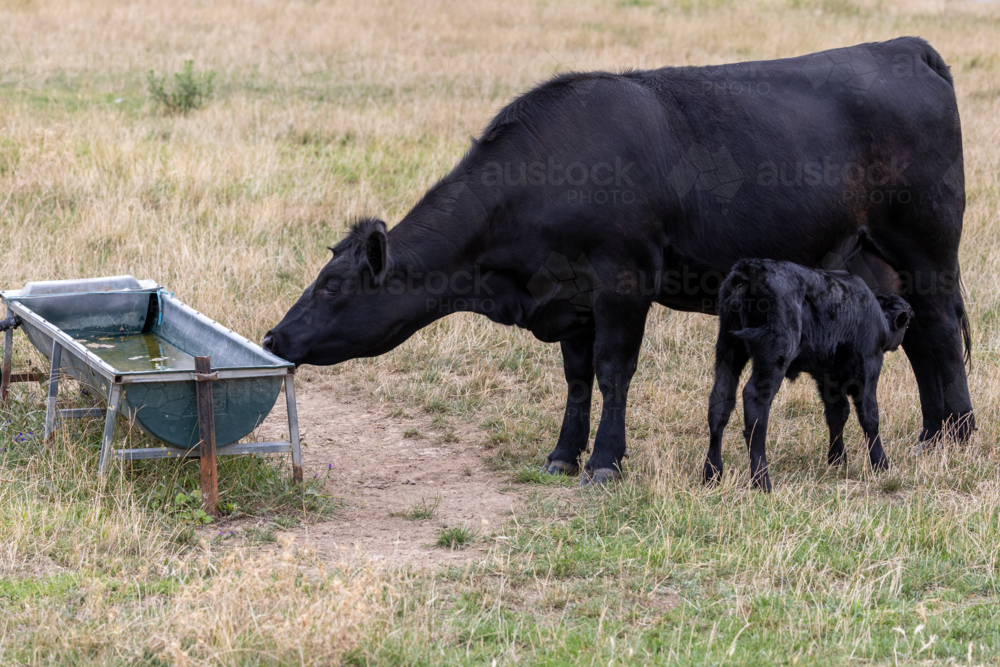 Black calf drinking milk from mother beside water trough - Australian Stock Image