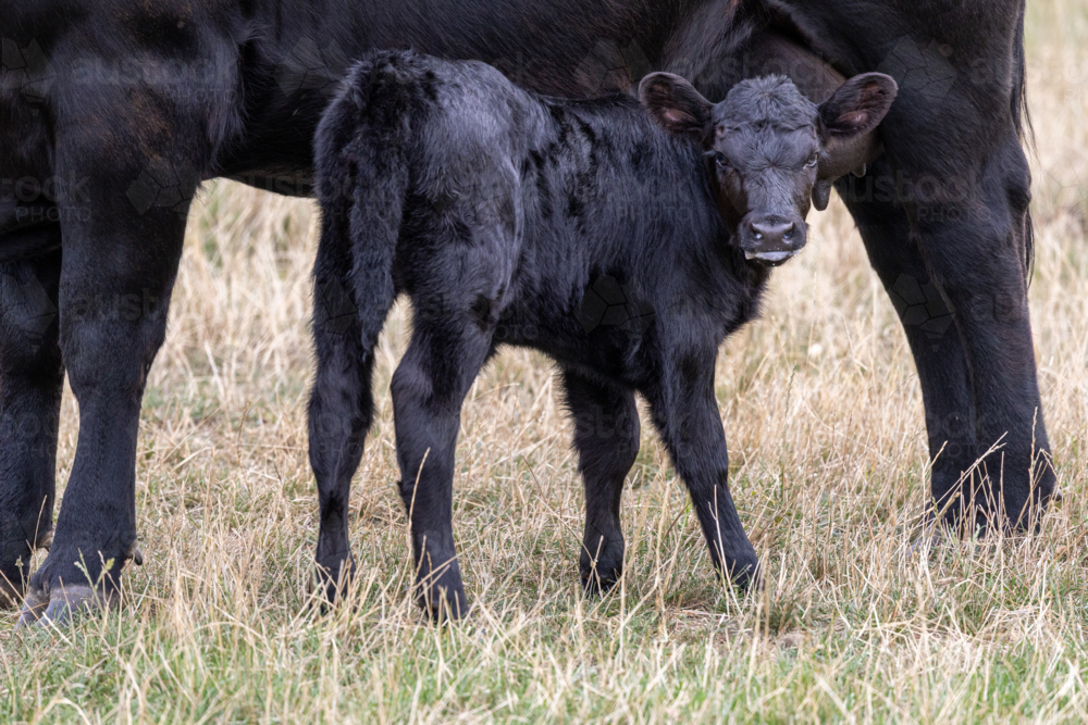 Black calf with milk on mouth with mother in paddock - Australian Stock Image