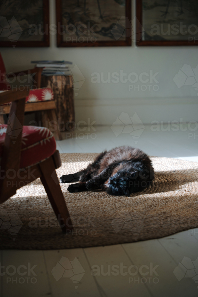 Black cat resting on woven rug in sunlight - Australian Stock Image