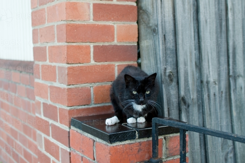 Black cat sits in the corner of a brick wall and fence - Australian Stock Image