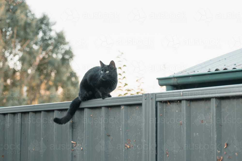 Image of Black cat sitting on fence in urban backyard looking away ...