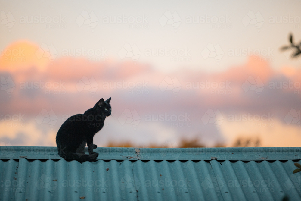 Image of Black cat sitting on tin roof in rural Australia at sunset ...
