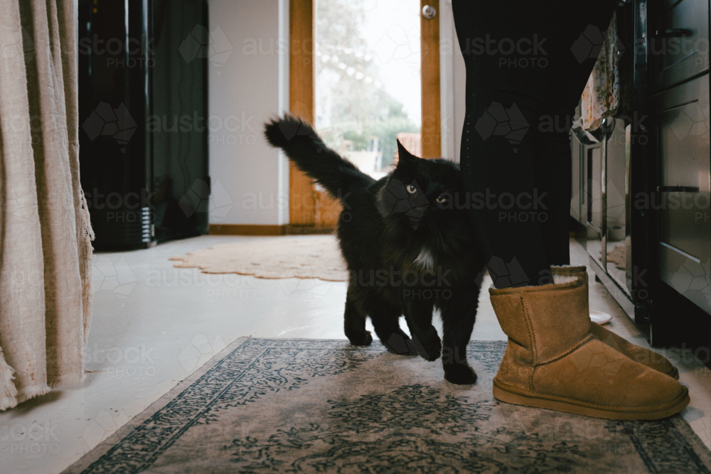 Black cat standing beside person wearing ugg boots - Australian Stock Image