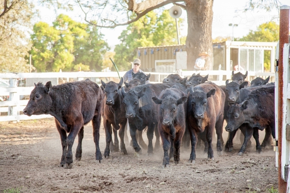 Black cattle being driven through stockyards at showground - Australian Stock Image