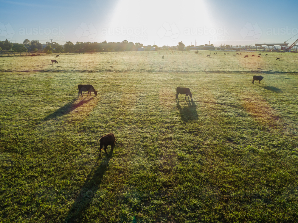 Black cattle grazing in dewy green farm paddock in early morning sunlight from aerial view - Australian Stock Image