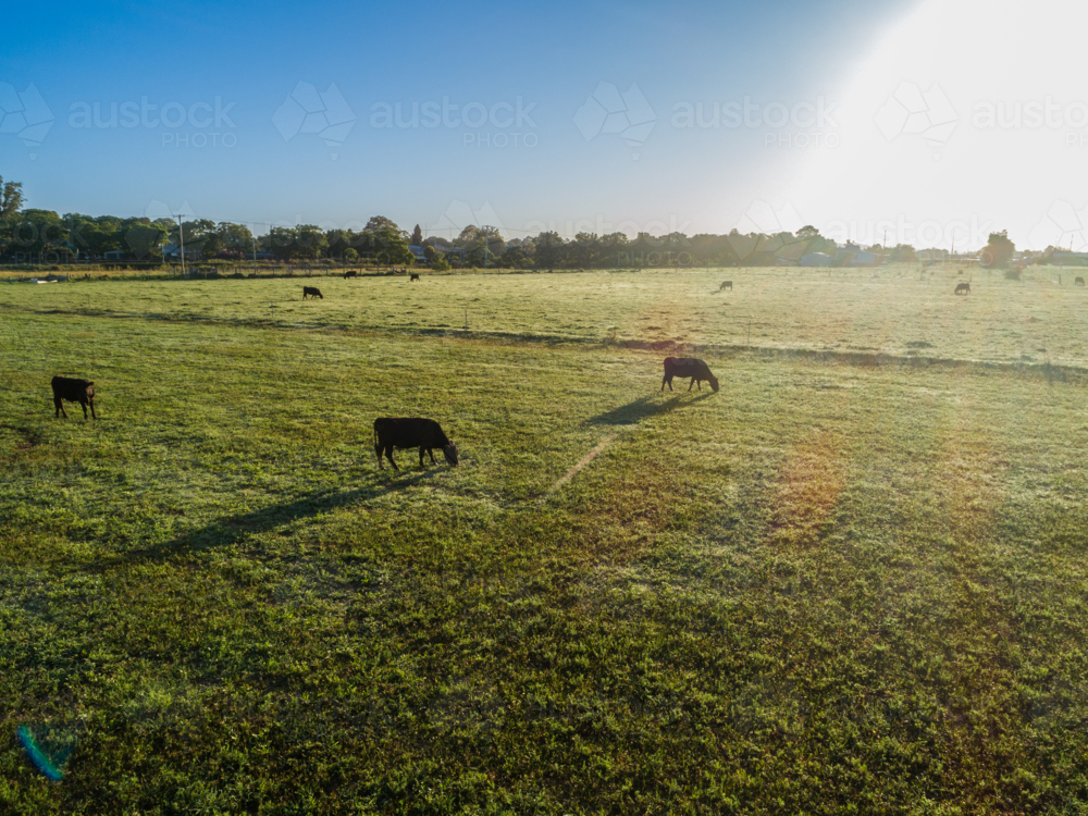 Black cattle grazing in dewy green farm paddock in early morning sunlight from aerial view - Australian Stock Image