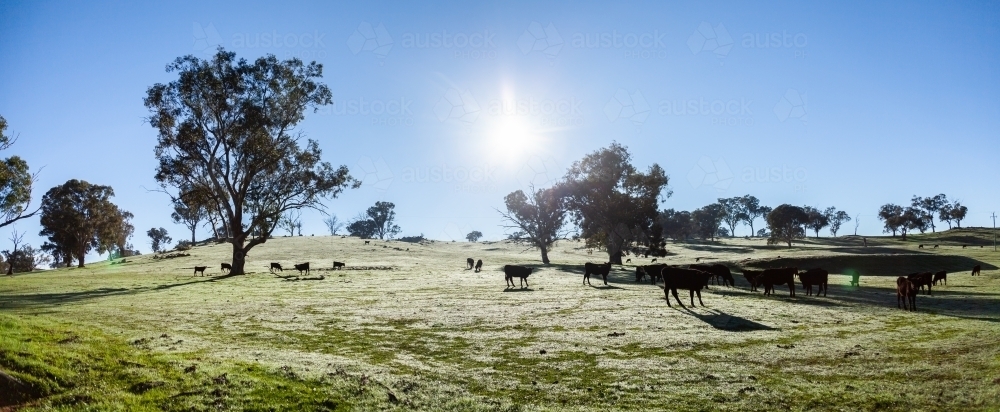 Black cattle in paddock on cold winter morning - Australian Stock Image