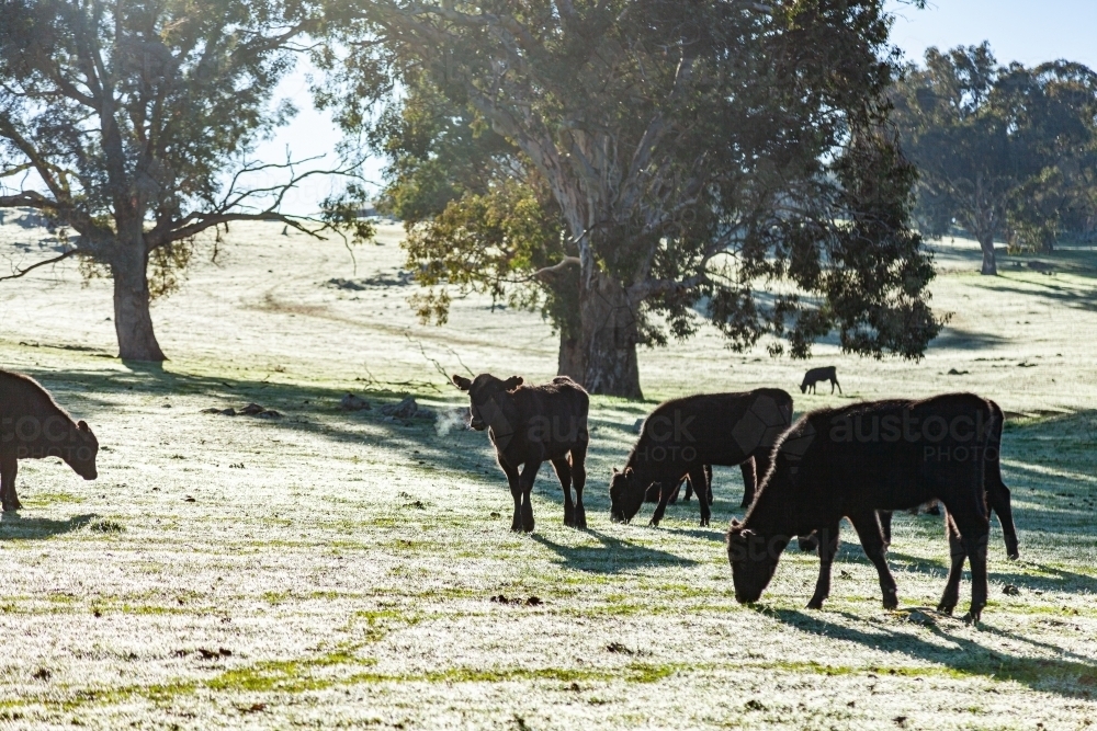 Black cattle in paddock on cold winter morning - Australian Stock Image