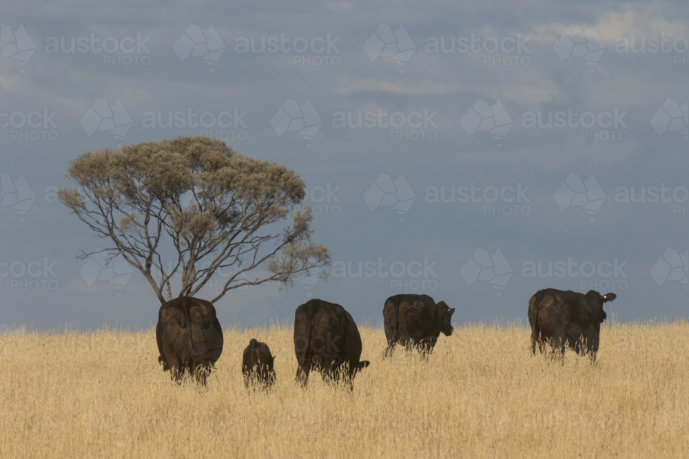 Black cattle walking through golden grass past a boree tree - Australian Stock Image