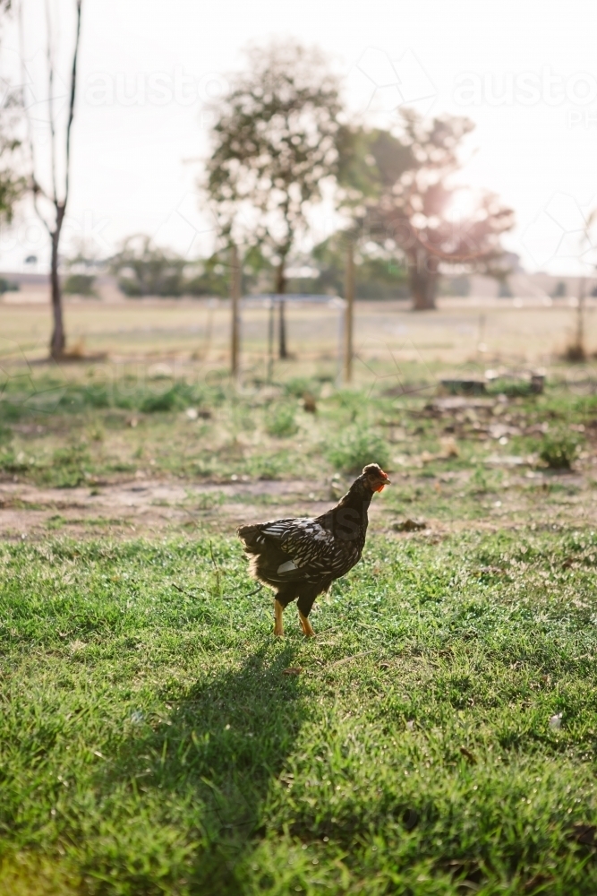 Black chook roaming freely at dawn on a farm - Australian Stock Image