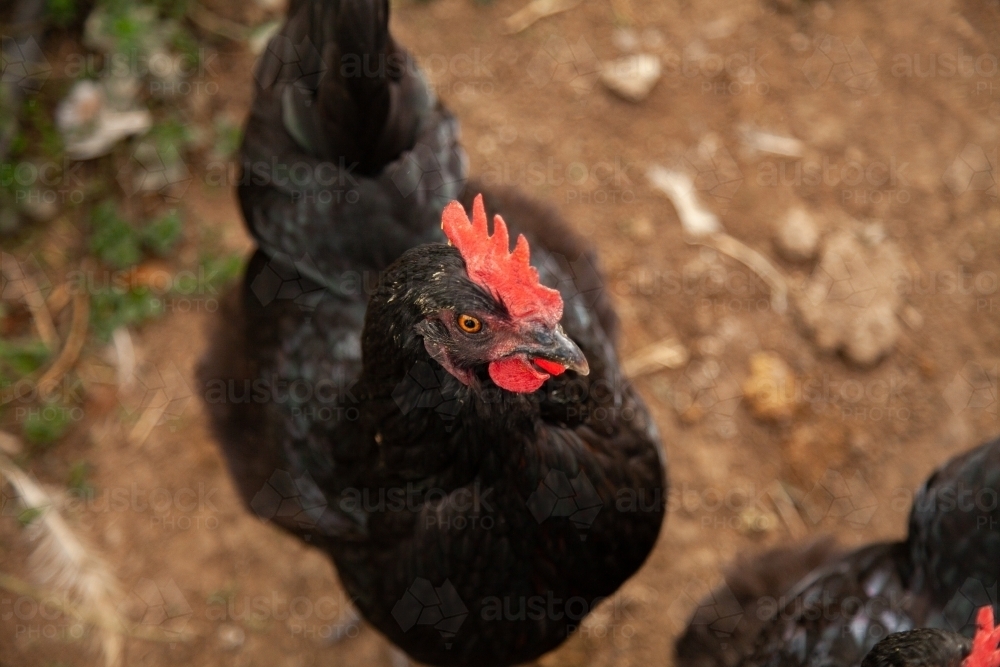 Black chook with red comb - Australian Stock Image