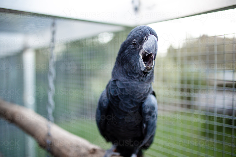 Black cockatoo in an enclosure with beak slightly open - Australian Stock Image