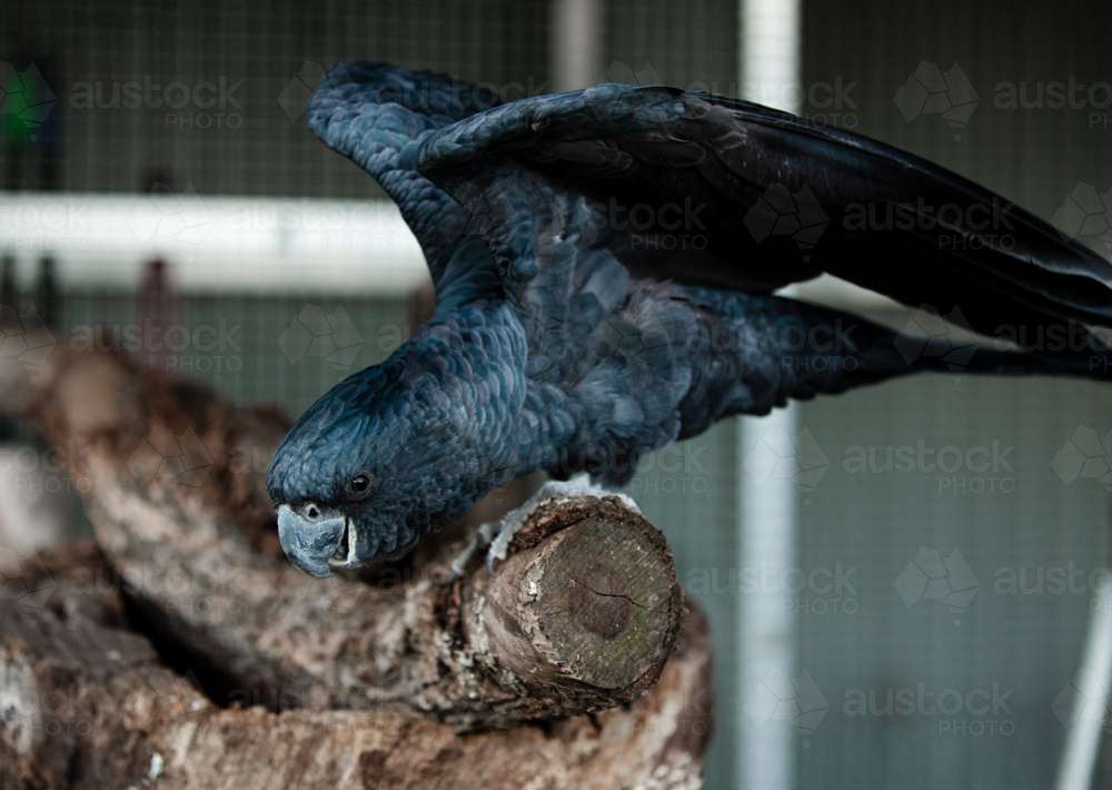 Black cockatoo landing on wooden branch - Australian Stock Image