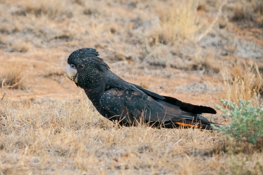 Black Cockatoo sitting on dry grass - Australian Stock Image
