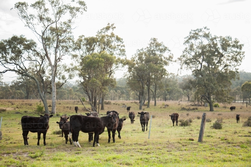 Black cow escaped from the paddock standing near its herd - Australian Stock Image