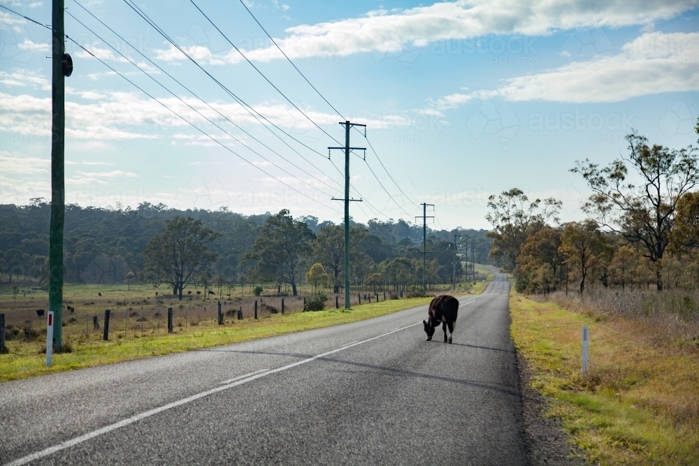 Black cow escaped from the paddock standing on rural road - Australian Stock Image