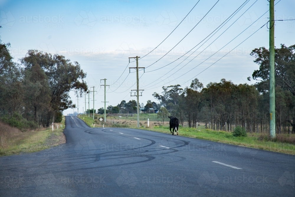 Black cow escaped from the paddock trotting down rural road - Australian Stock Image