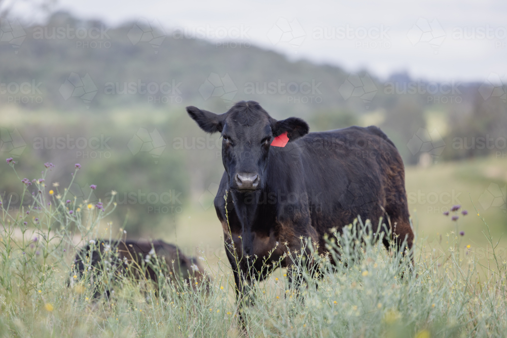 Black cow in pasture with wildflowers, trees, and rolling hills in background - Australian Stock Image